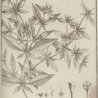 Sipanea Pratensis