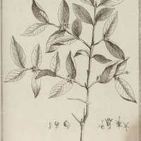 Coffea Guyannensis
