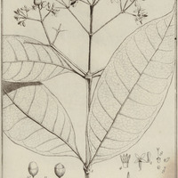 Coffea Paniculata
