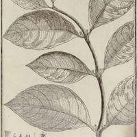 Ronobea Lati-folia