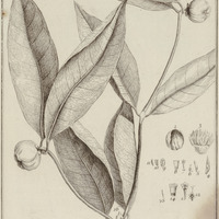 Tapogomea Violacea