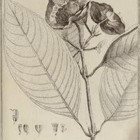 Tapogomea Tomentosa