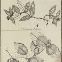 Tapogomea Purpurea, Tapogomea Alba