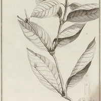 Tapogomea Glabra