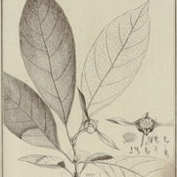 Carapichea Guyannensis