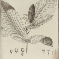 Simira Tinctoria
