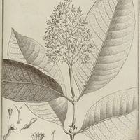 Palicourea Guyannensis