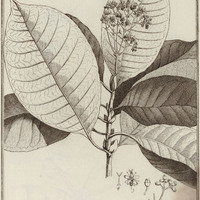 Mapouria Guyannensis