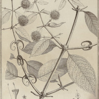 Ourouparia Guyannensis