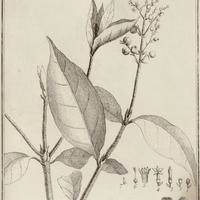 Bertiera guyannensis
