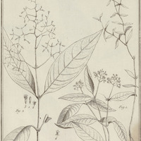 Nonatelia Officinalis, Paniculata