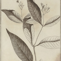 Nonatelia Longiflora