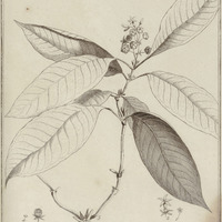 Nonatelia Racemosa