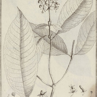 Nonatelia Violacea