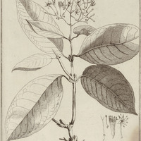 Nonatelia Lutea