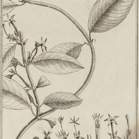Sabicea Cinerea