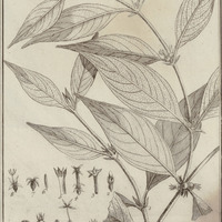 Sabicea Aspera