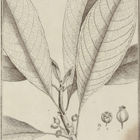 Patima Guyannensis