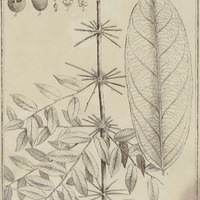 Ropourea Guyannensis