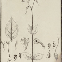Lisyanthus Purpurascens