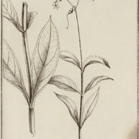 Lisyanthus Alatus