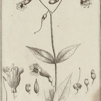 Lifyanthus Grandiflorus