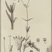 Lisyanthus Coerulescens