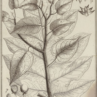 Solanum Tegore