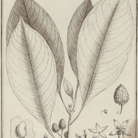 Bassovia Sylvatica
