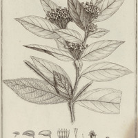 Cordia Collo-cocus