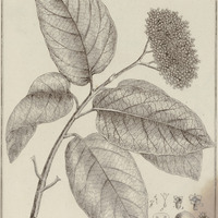 Cordia Tetrandra