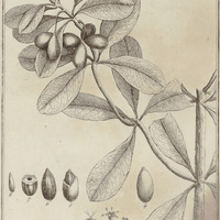 Cordia Tetrap Hylla