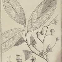Cordia Flavescens