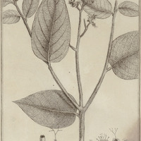 Cordia Toqueve