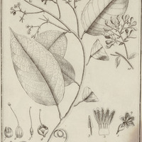 Maripa Scandens