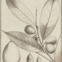 Chrysophyltum Macoucou