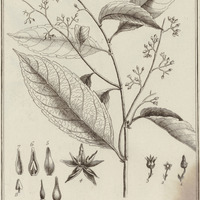 Rinorea Guyannensis