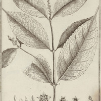 Riana Guyannensis