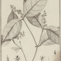 Conohôria Flavescens