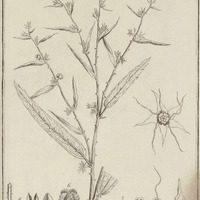 Buttneria Scabra