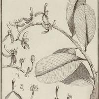 Souroubea Guyannensis