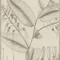 Hitella Americana