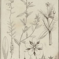 Sauvagesia adima, erecta