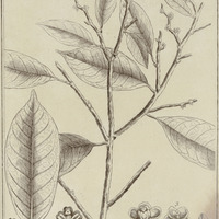 Amanoa Guyannensis