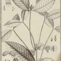 Tabenaemontana Echinata