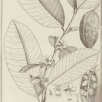 Ambelania Acida