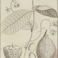 Pacouria Guyannensis