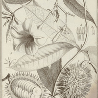 Orelia Grandiflora