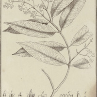 Apocinum Acouci