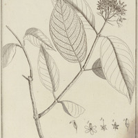 Apocynum Umbellatum